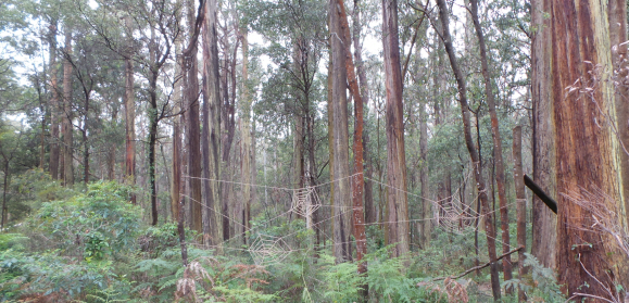 Toolangi Sculpture Trail 2016